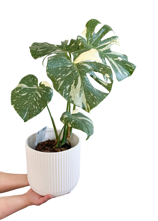 Monstera Thai Constellation 170mm (Plant Only)