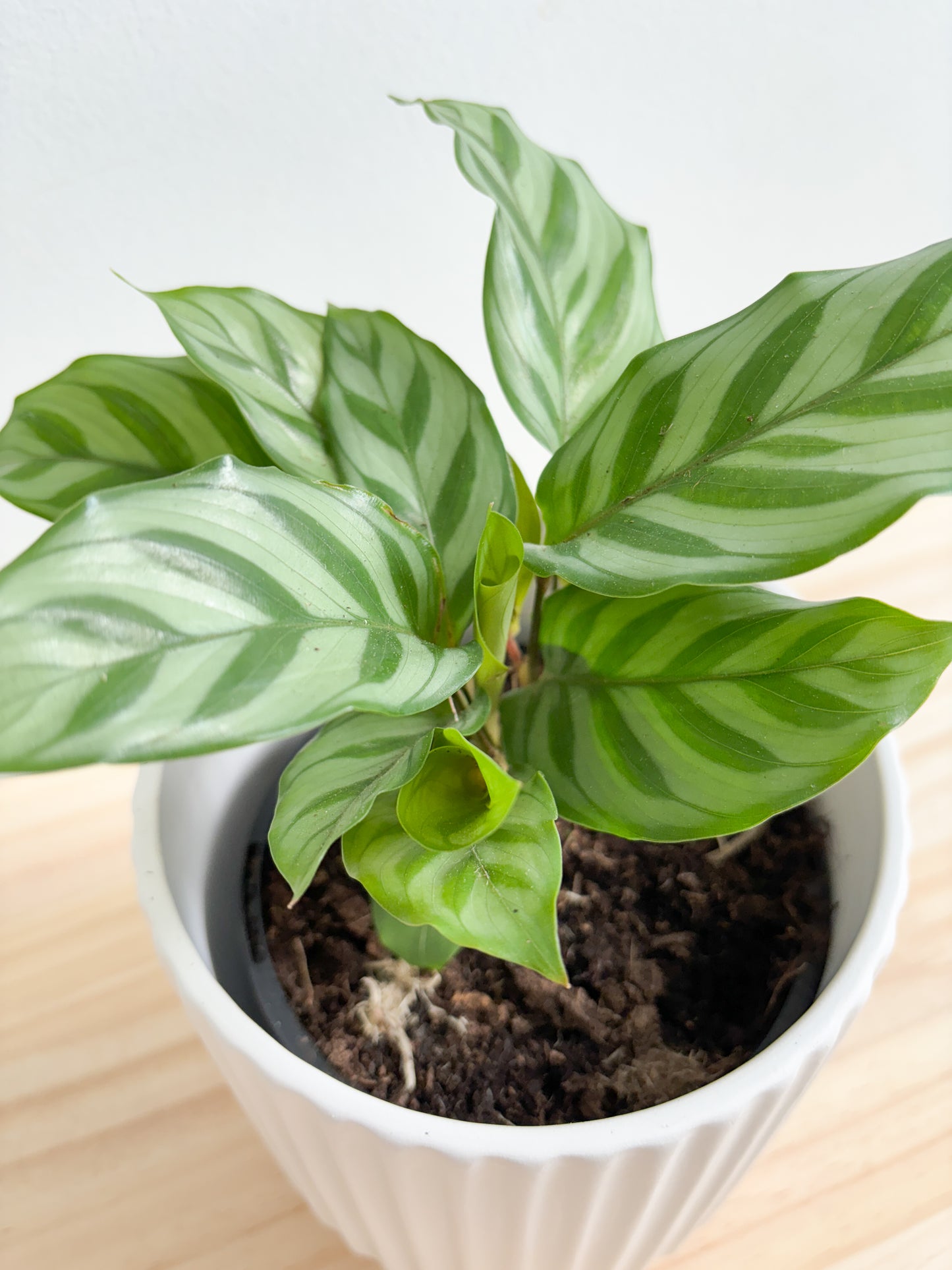 Calathea Freddy 130mm (Plant Only)