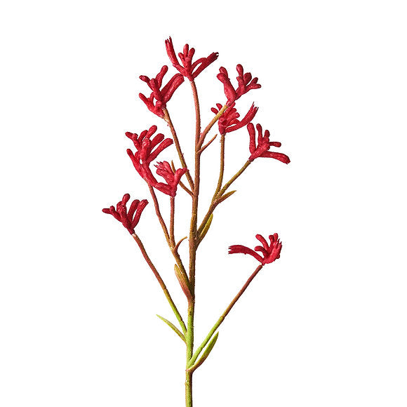 Grow Kit | Kangaroo Paw