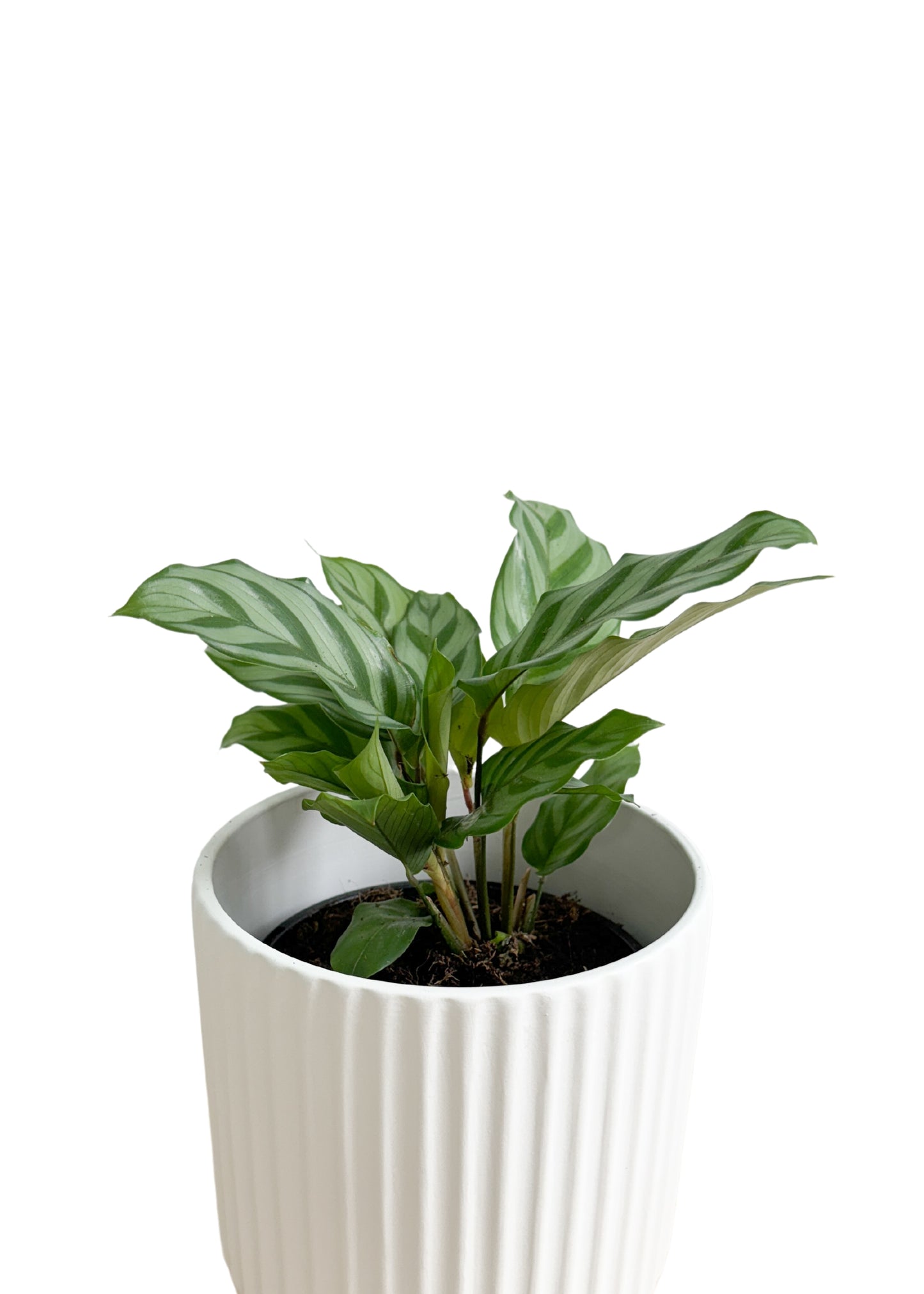 Calathea Freddy 130mm (Plant Only)