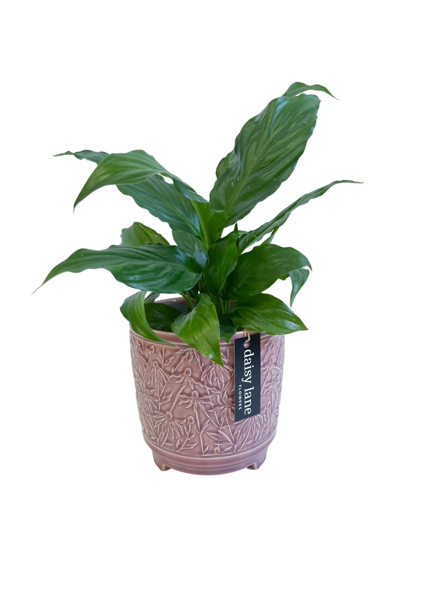 Indoor Plant in Decorative Pot