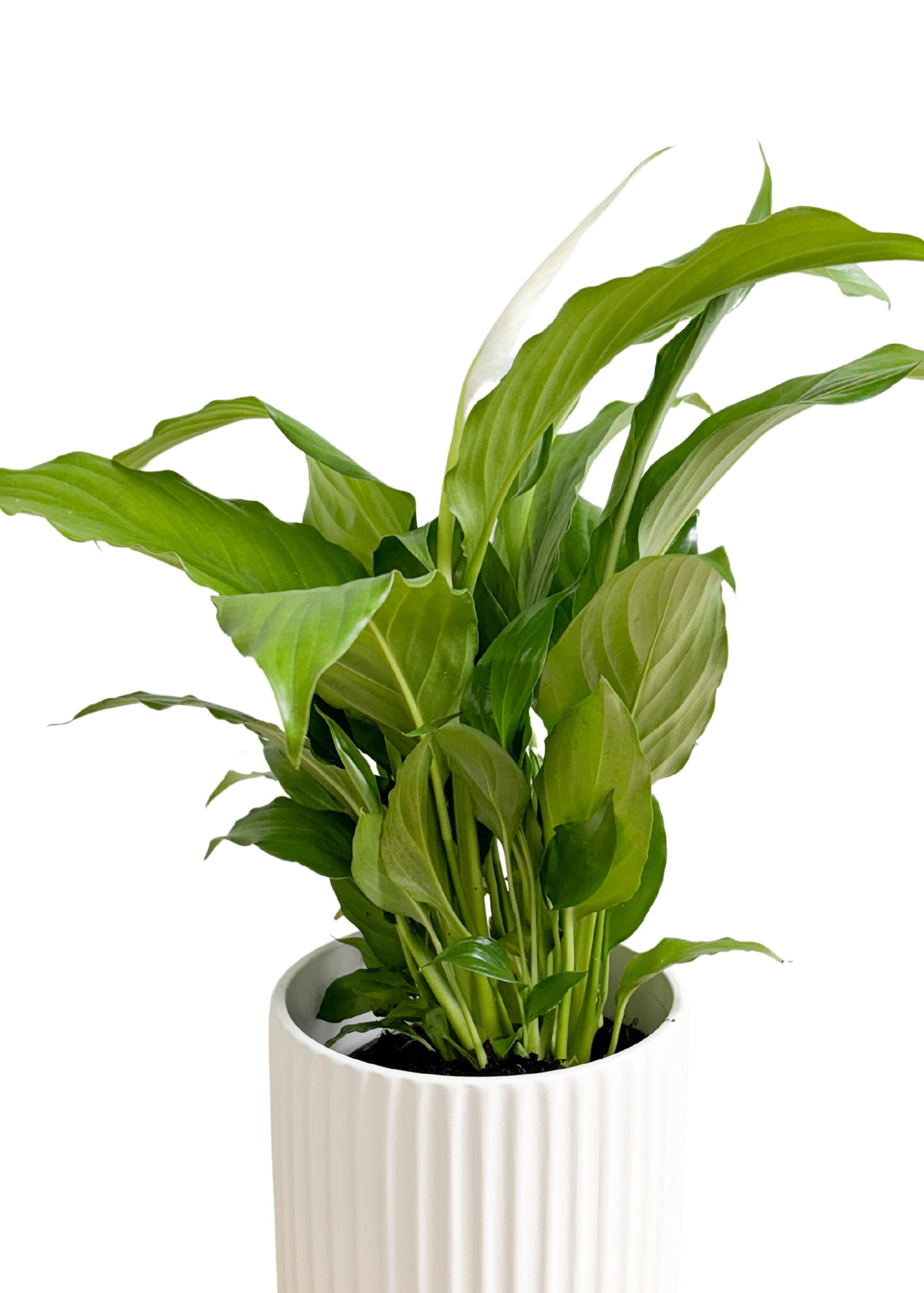 Peace Lily 130mm (Plant Only)