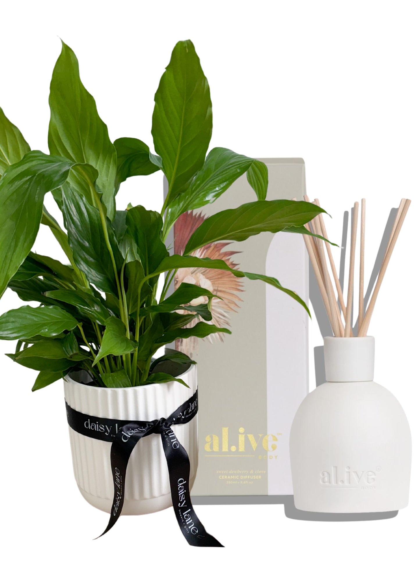 Potted Plant + Diffuser